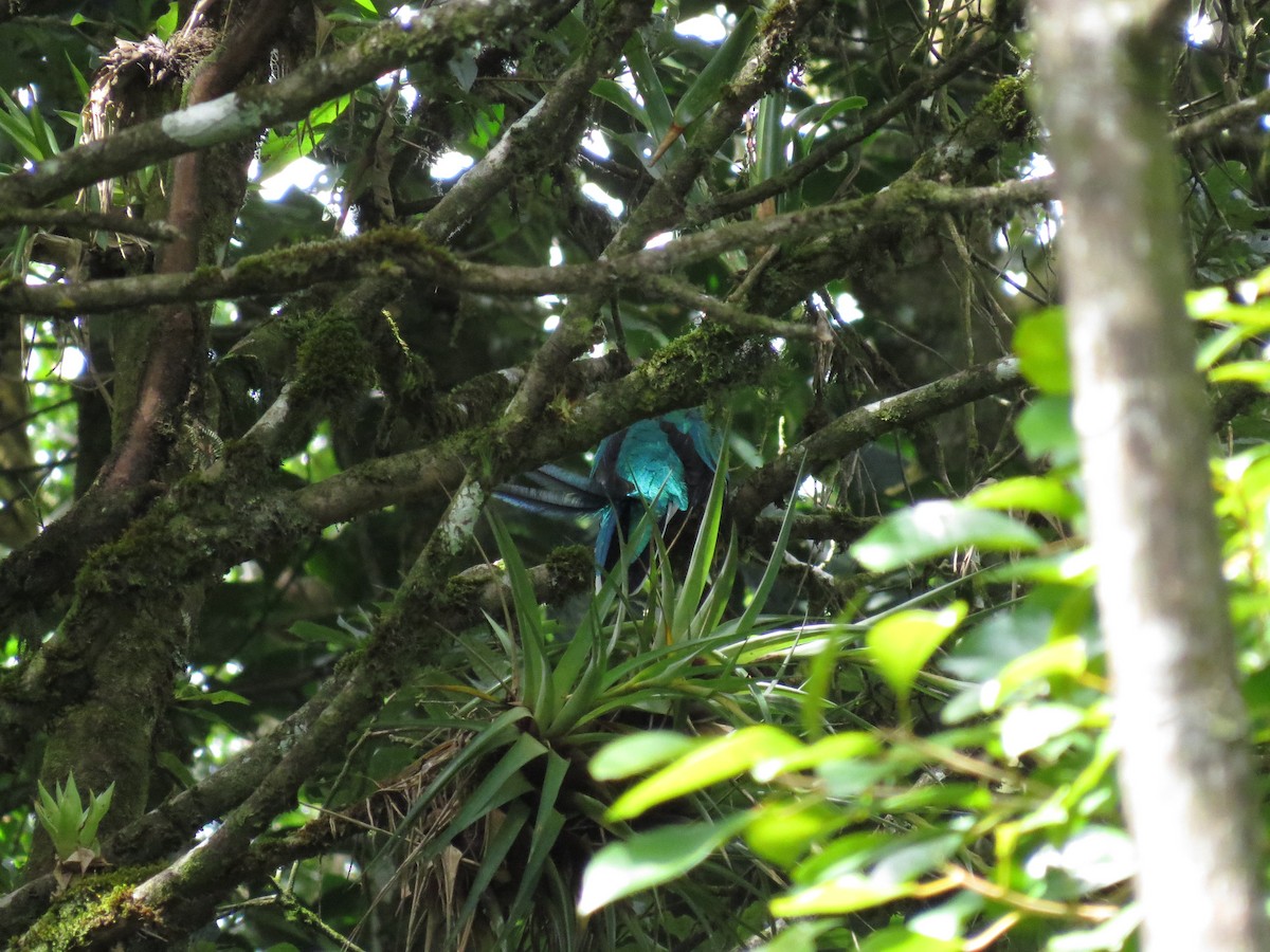 Resplendent Quetzal - ML640734771