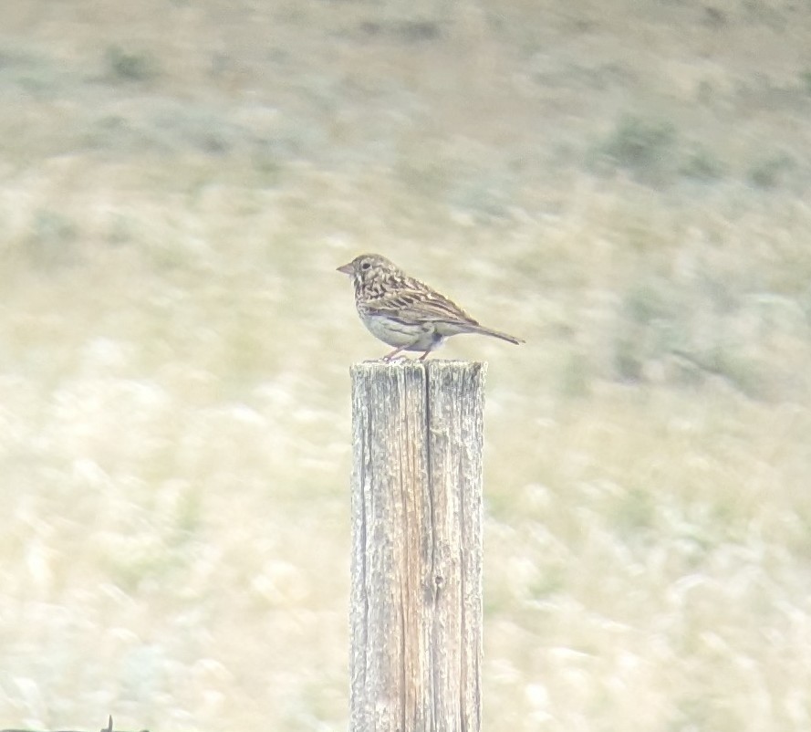 Baird's Sparrow - ML640734772