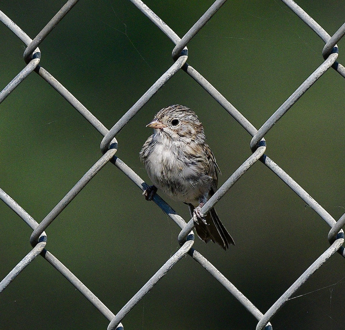 Brewer's Sparrow - ML640734784
