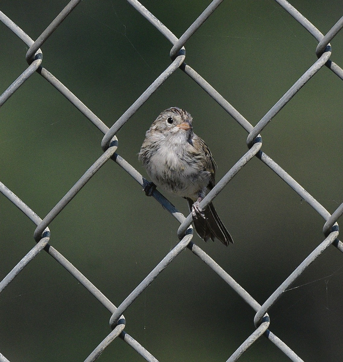 Brewer's Sparrow - ML640734786