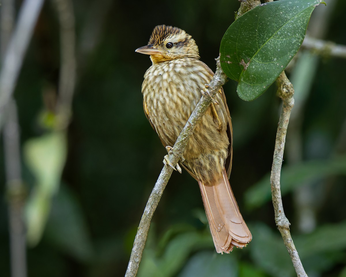 Pale-browed Treehunter - ML640734806