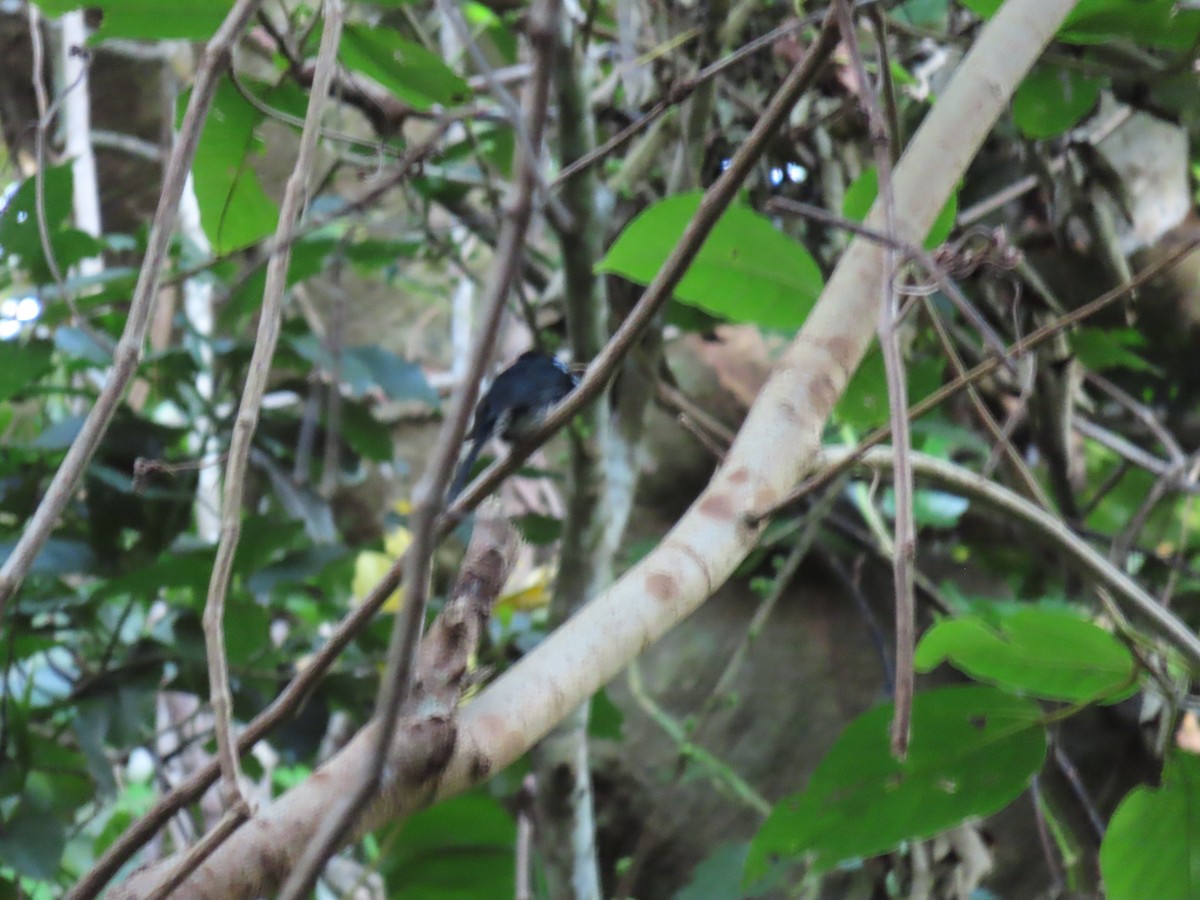 Black Paradise-Flycatcher - ML640734834