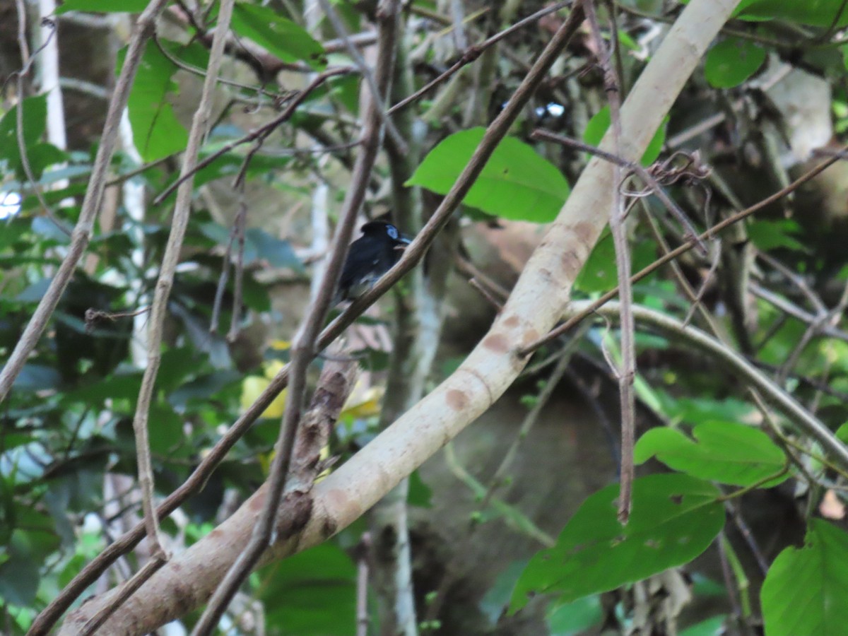 Black Paradise-Flycatcher - ML640734836
