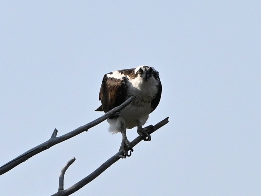 Osprey - ML640734854