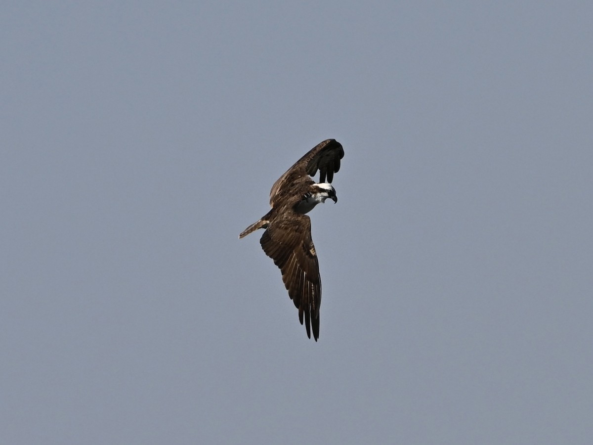 Osprey - ML640734855