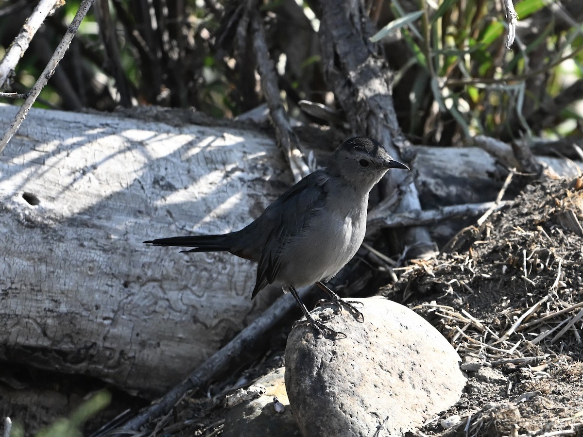 Gray Catbird - ML640734862
