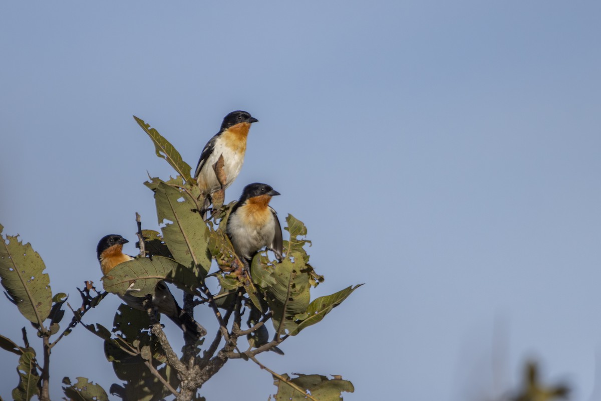White-rumped Tanager - ML640734913