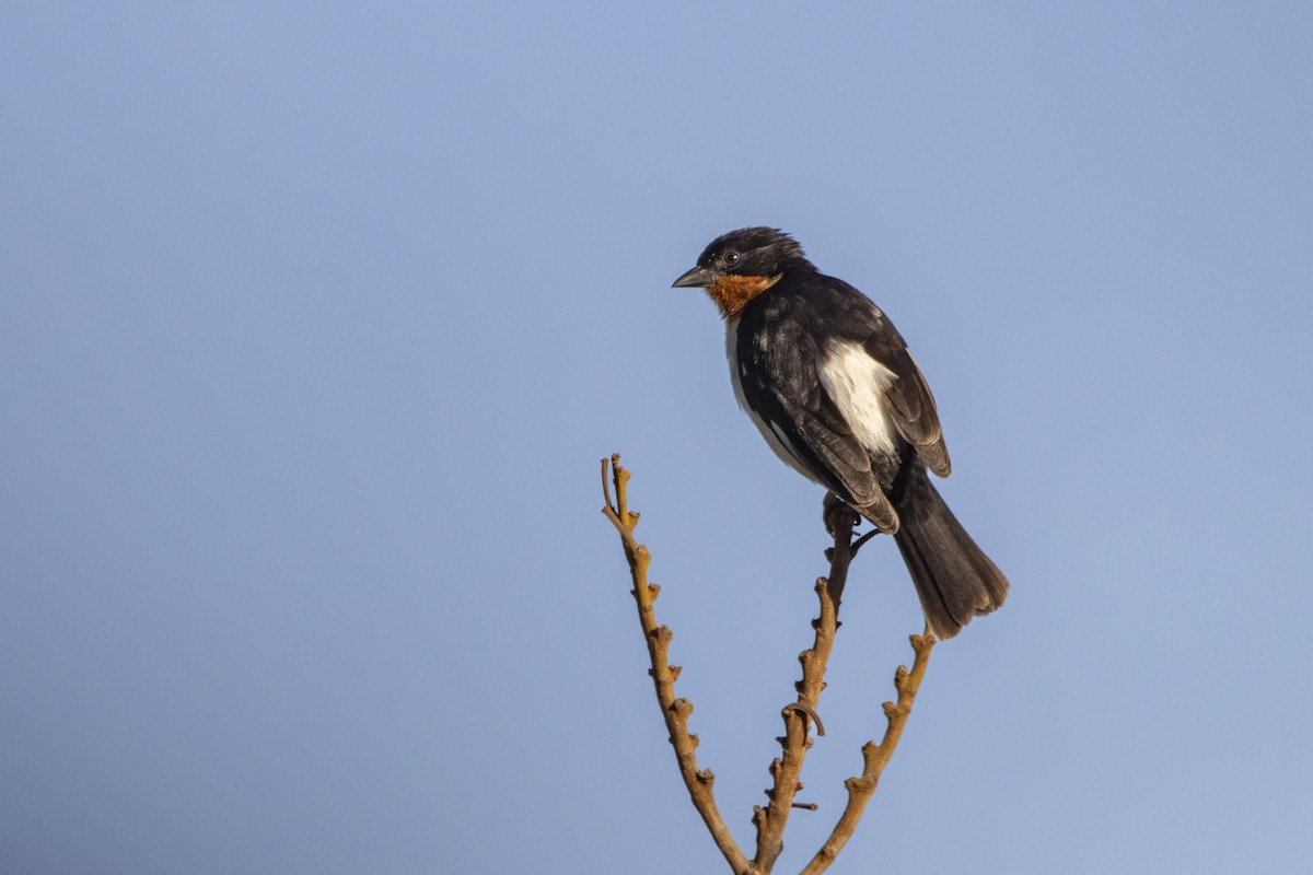 White-rumped Tanager - ML640734914