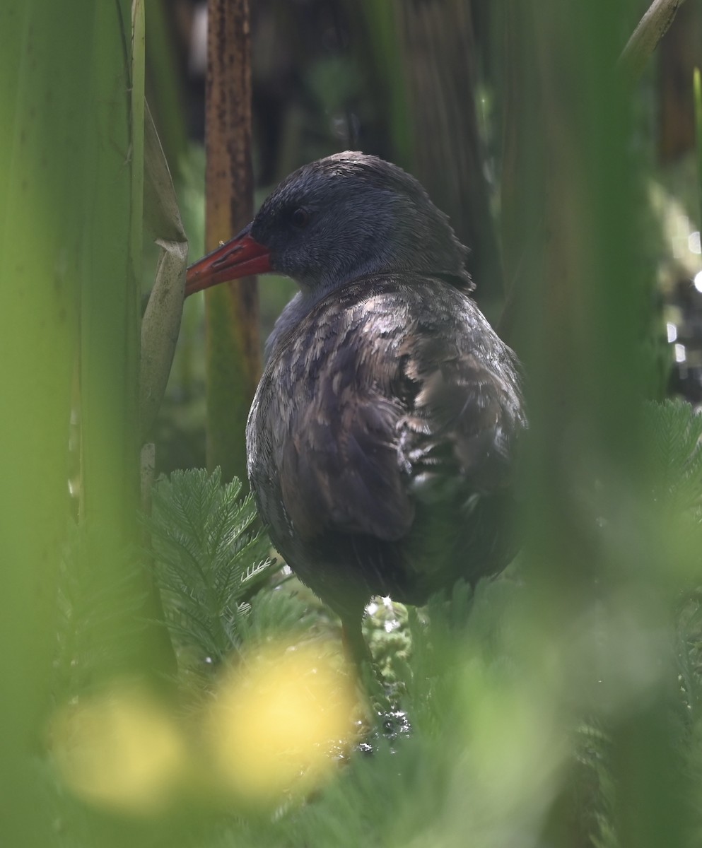 Bogota Rail - ML640734935