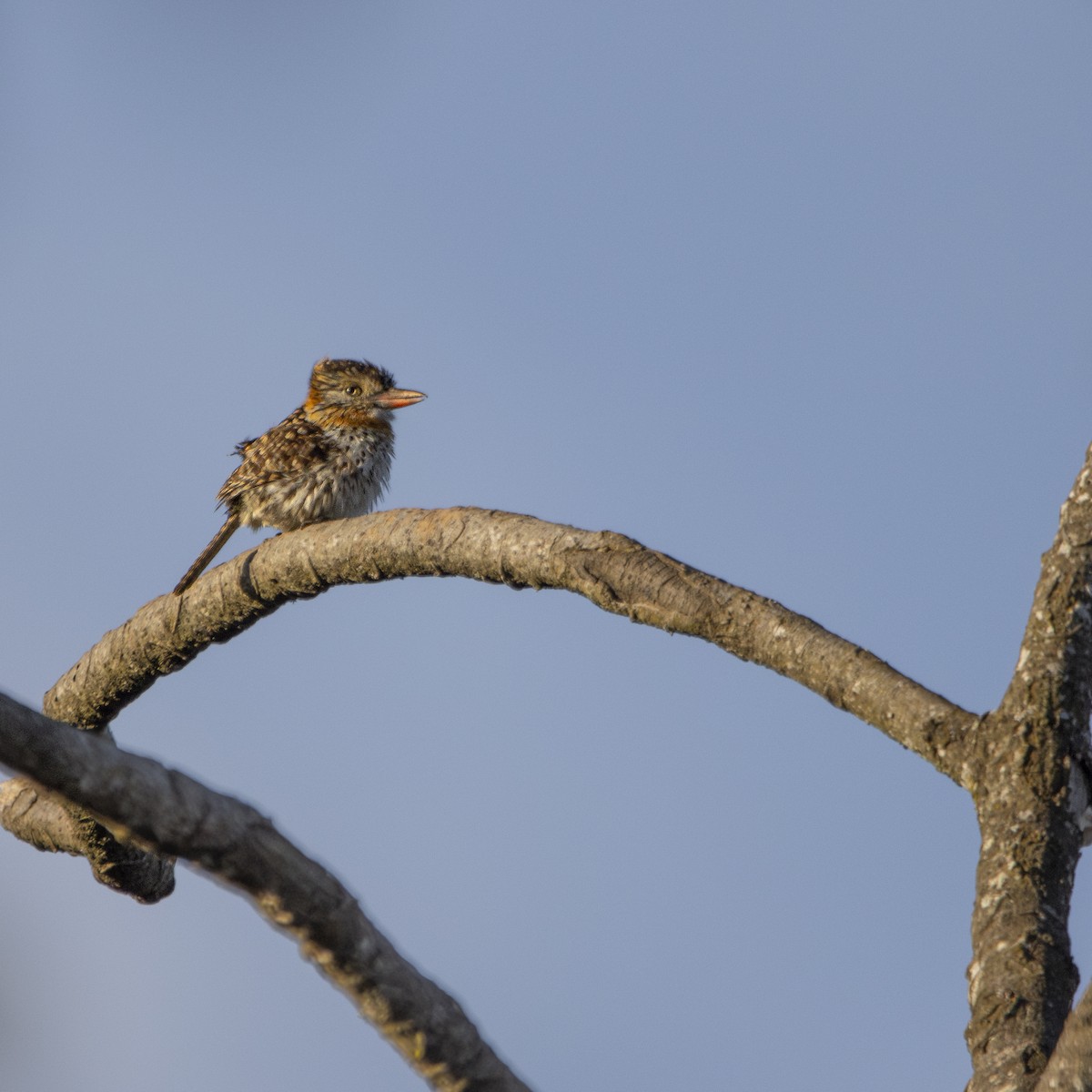 Spot-backed Puffbird (Spot-backed) - ML640734943