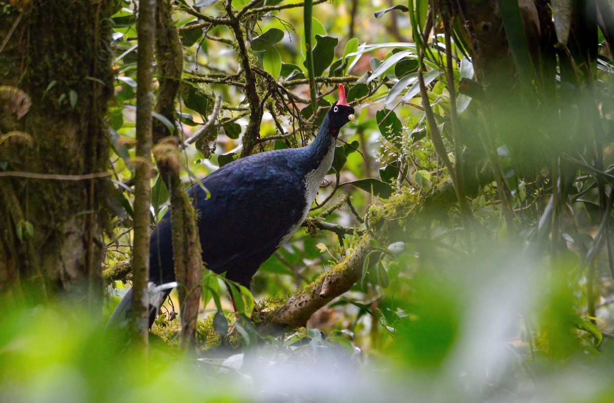 Horned Guan - ML640734944