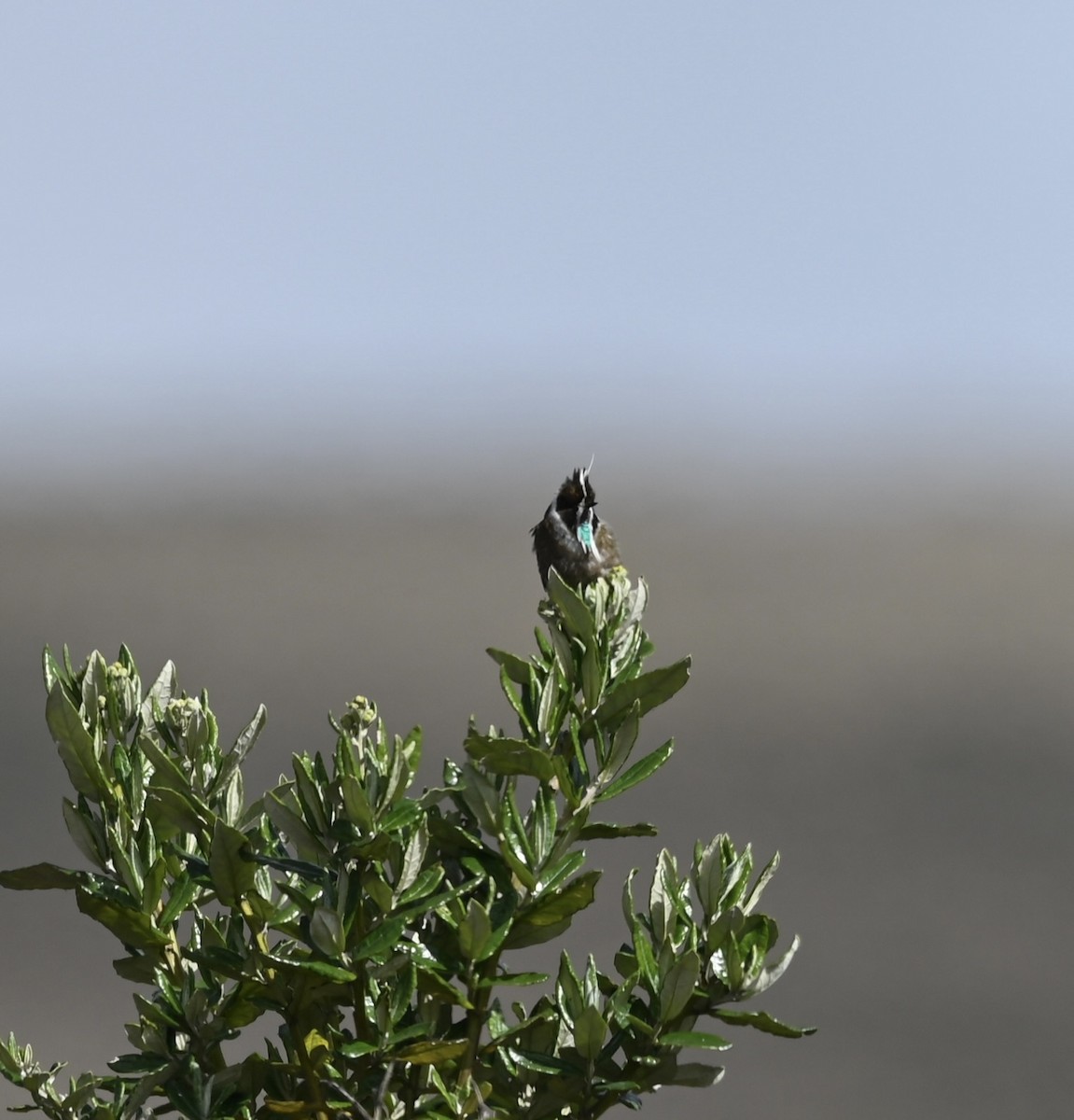 Green-bearded Helmetcrest - ML640734988