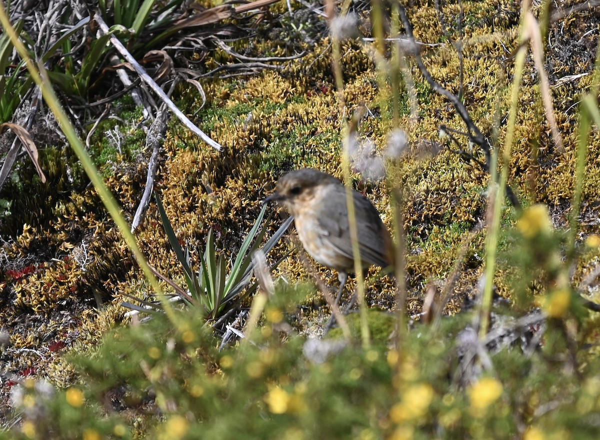 Boyaca Antpitta - ML640735004