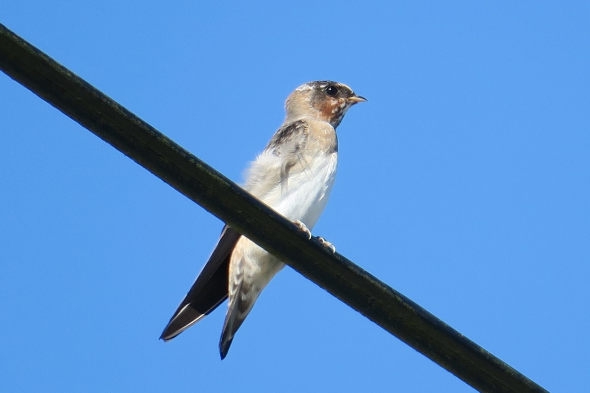 Cliff Swallow - ML640735018