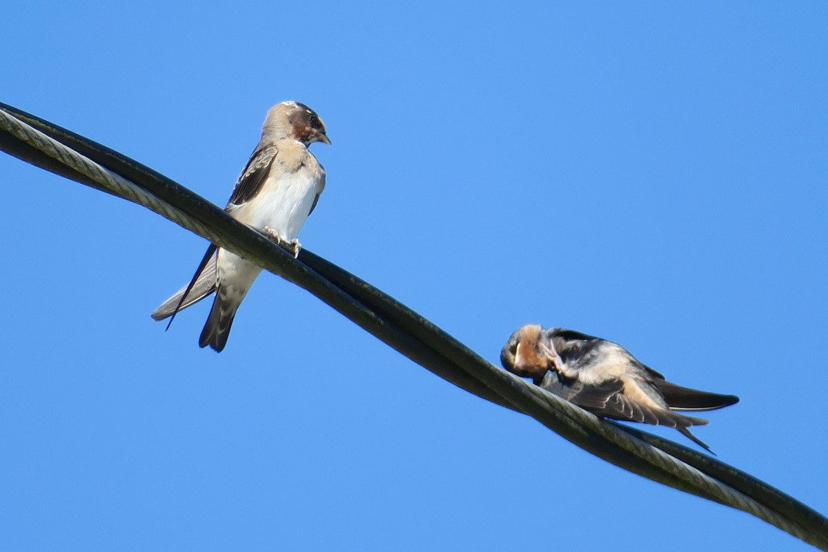 Cliff Swallow - ML640735051