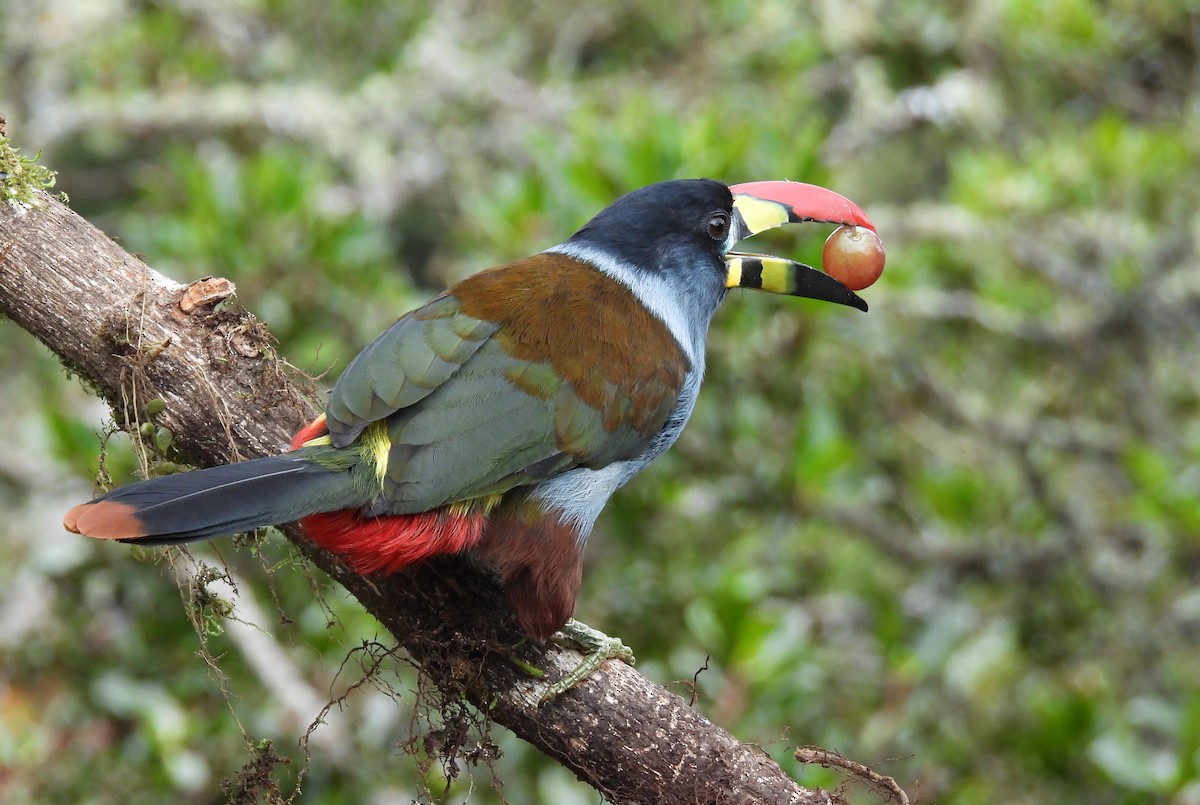 Gray-breasted Mountain-Toucan - ML640735078