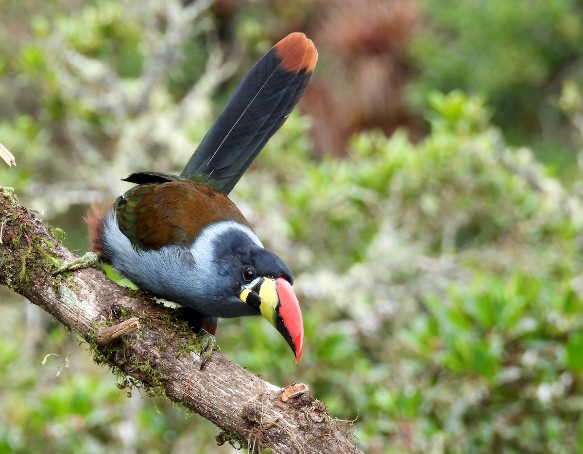 Gray-breasted Mountain-Toucan - ML640735079