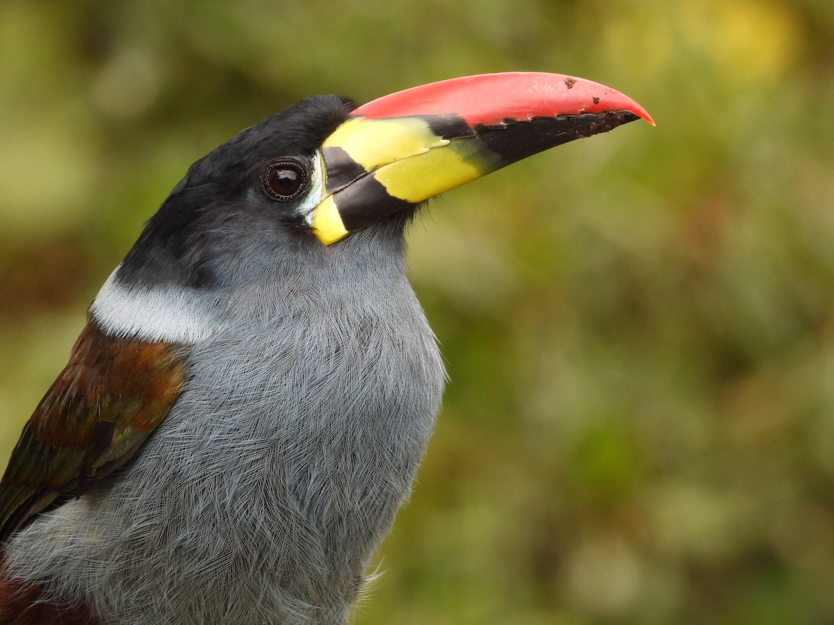 Gray-breasted Mountain-Toucan - ML640735080