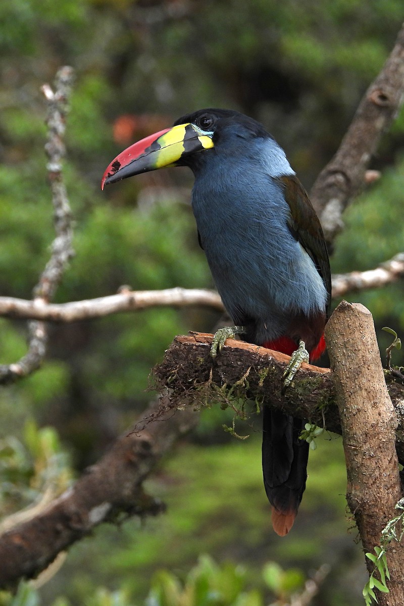 Gray-breasted Mountain-Toucan - ML640735081
