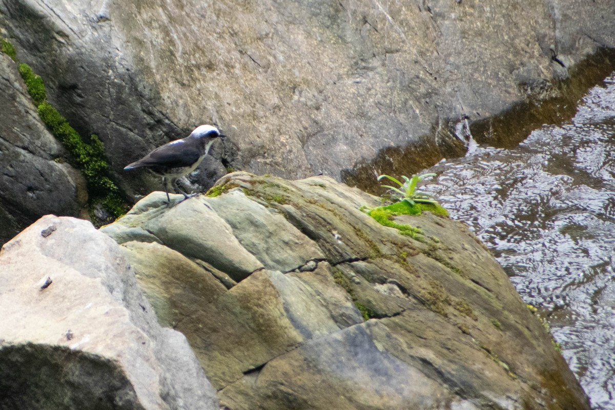 White-capped Dipper - ML640735116