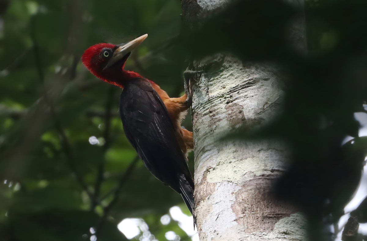 Red-necked Woodpecker - ML640735165