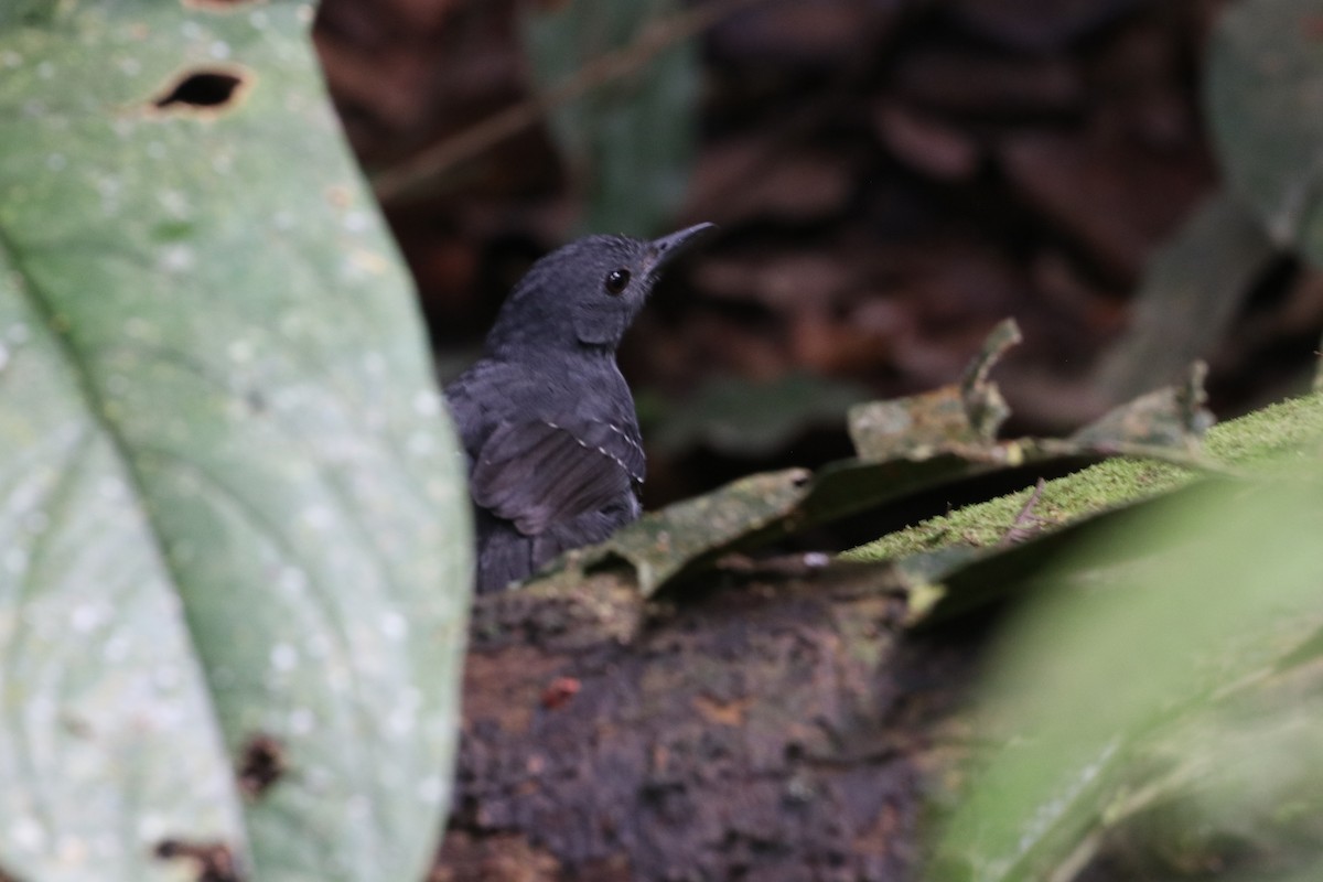 Spot-winged Antbird - ML640735179