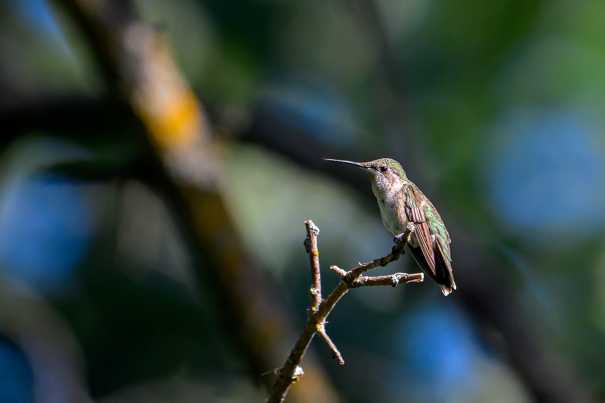 Ruby-throated Hummingbird - ML640735189