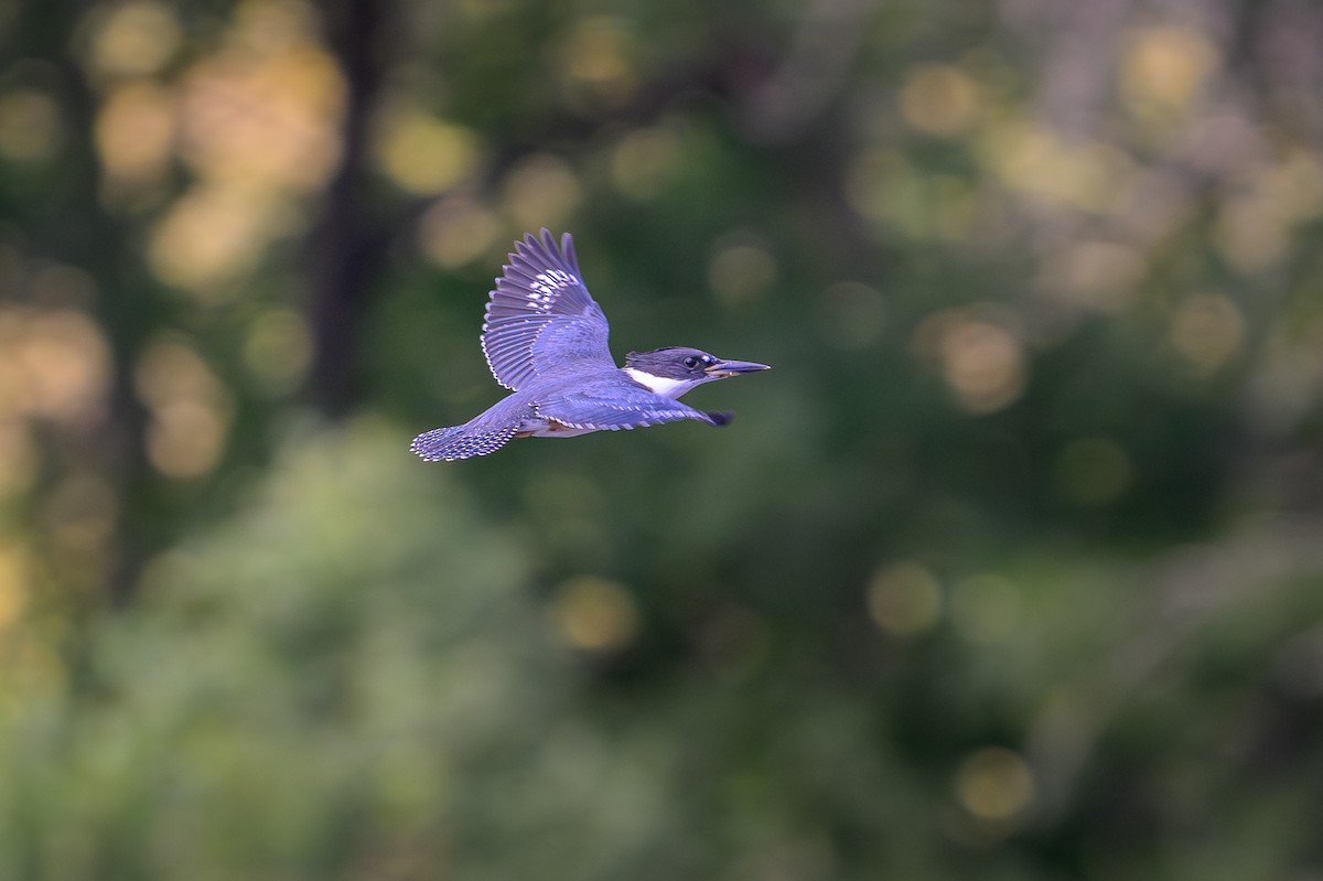 Belted Kingfisher - ML640735198