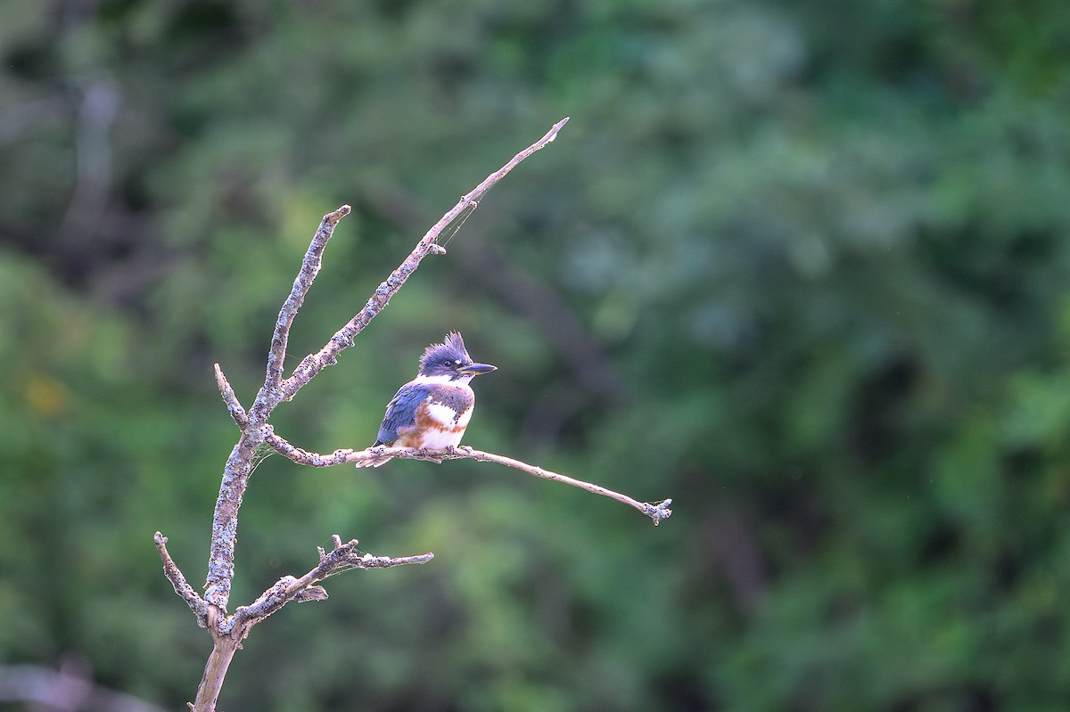 Belted Kingfisher - ML640735199