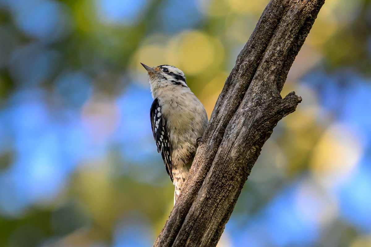 Downy Woodpecker - ML640735203