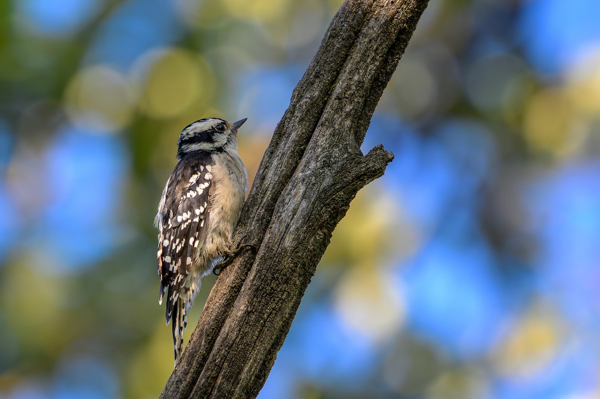Downy Woodpecker - ML640735204