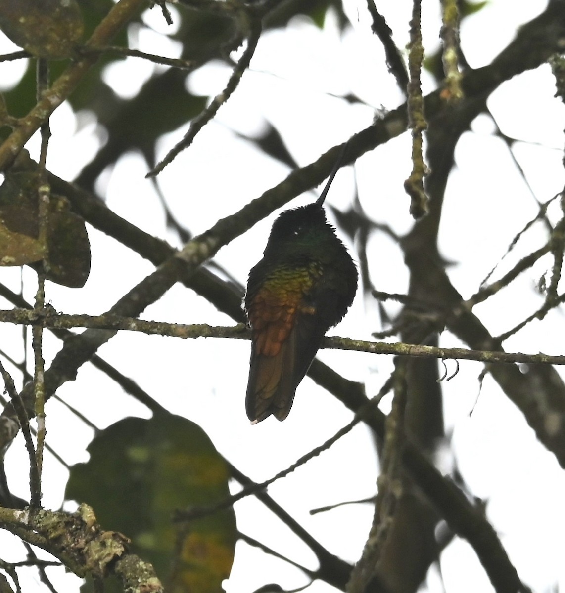 Golden-bellied Starfrontlet - ML640735205