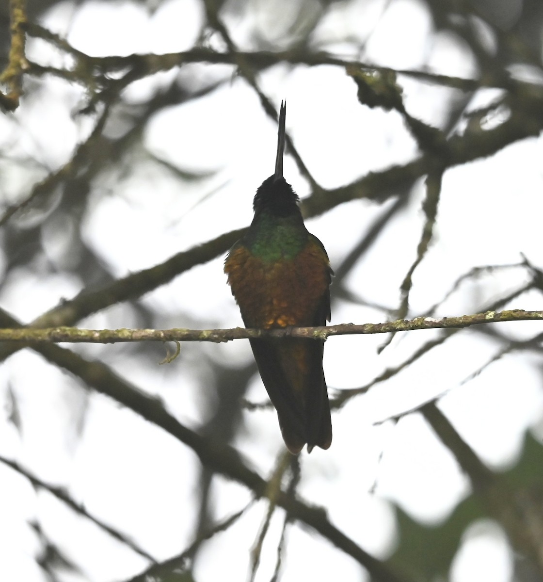 Golden-bellied Starfrontlet - ML640735206