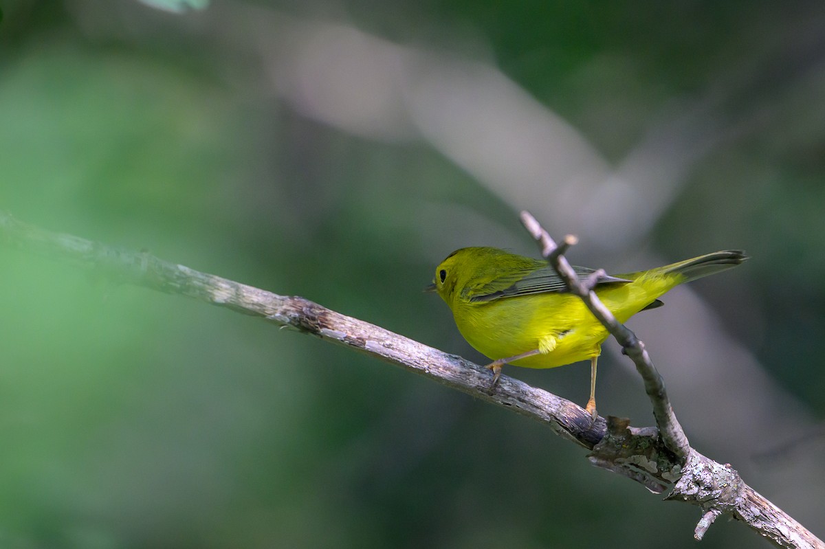 Wilson's Warbler - ML640735216