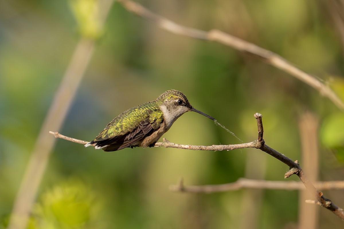 Ruby-throated Hummingbird - ML640735339