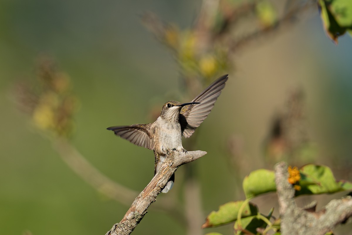 Ruby-throated Hummingbird - ML640735344