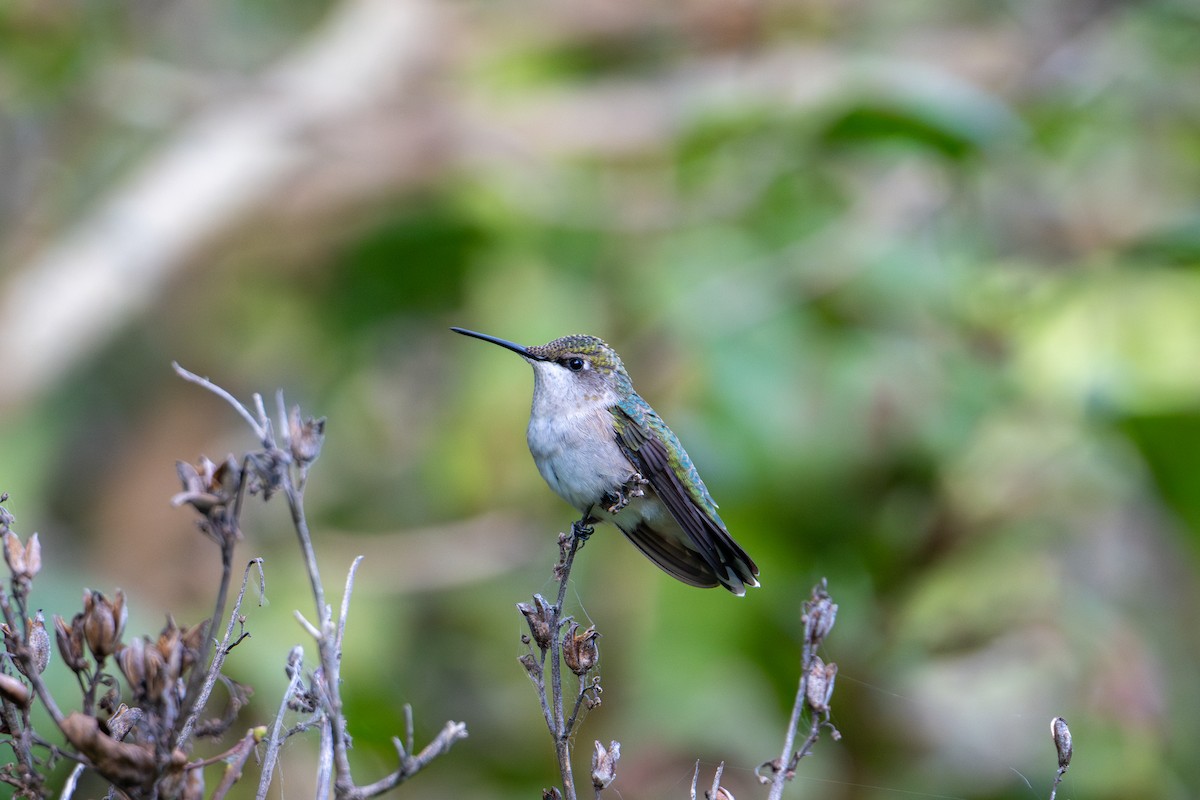 Ruby-throated Hummingbird - ML640735358
