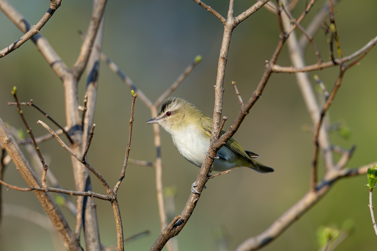 Red-eyed Vireo - ML640735364