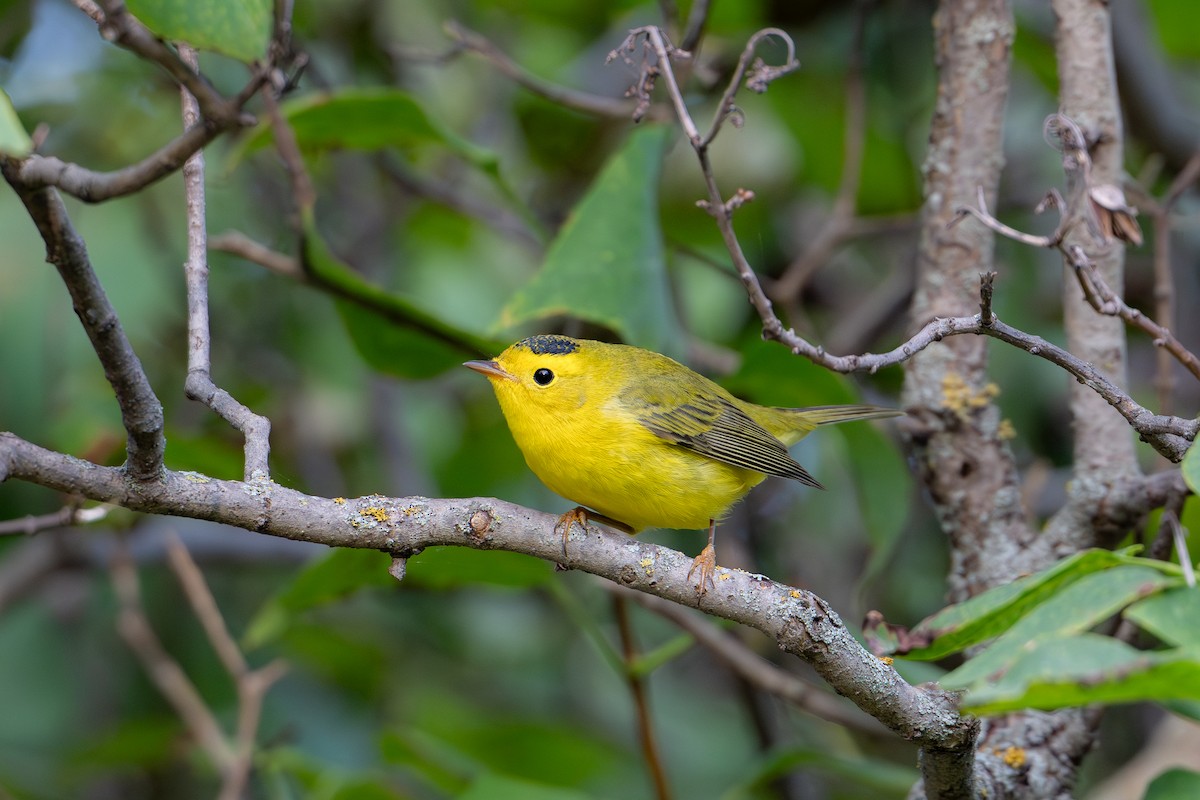 Wilson's Warbler - ML640735368