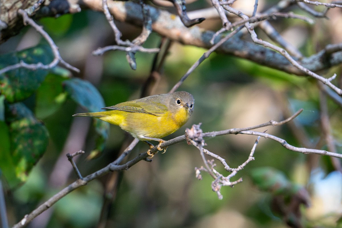 Nashville Warbler - ML640735369