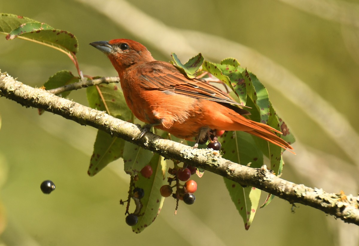 Hepatic Tanager - ML640735428