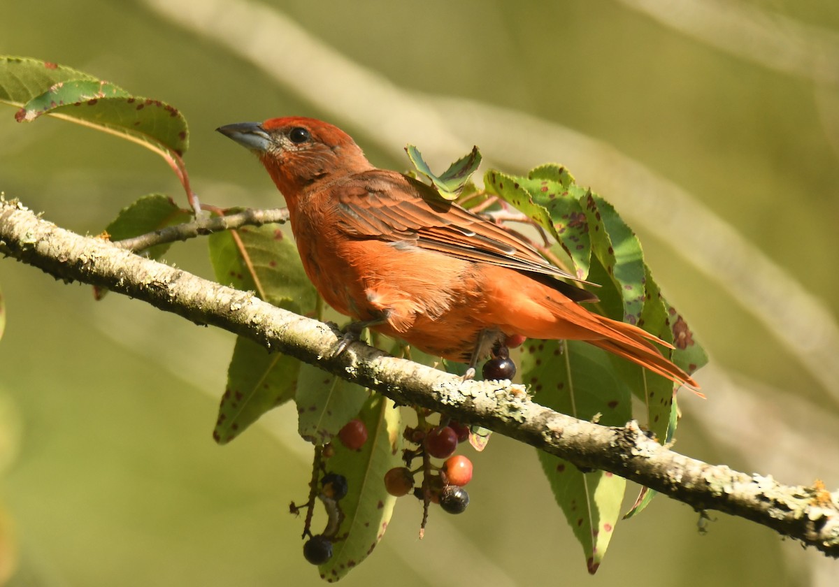 Hepatic Tanager - ML640735429