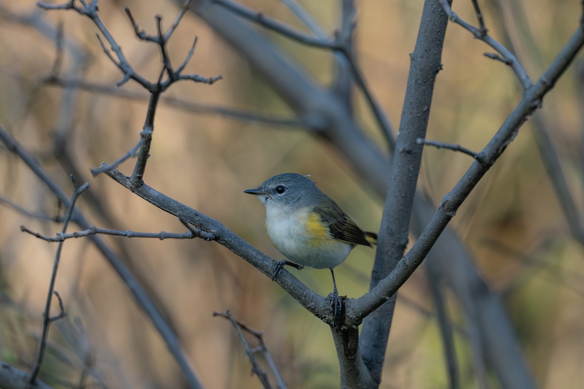 American Redstart - ML640735430