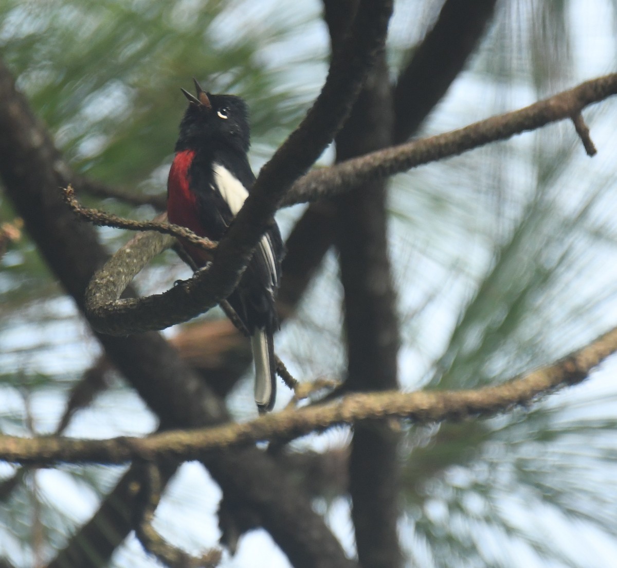 Painted Redstart - ML640735431