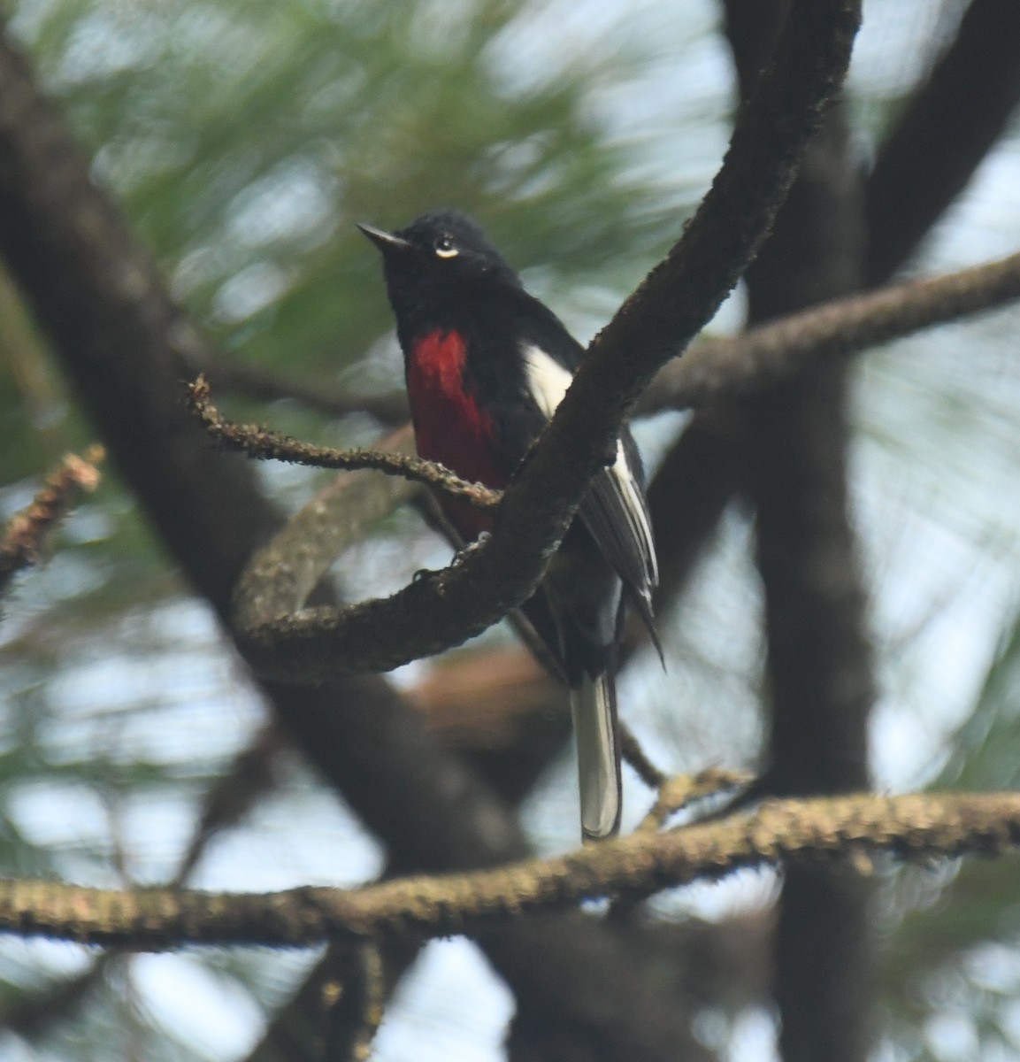 Painted Redstart - ML640735432