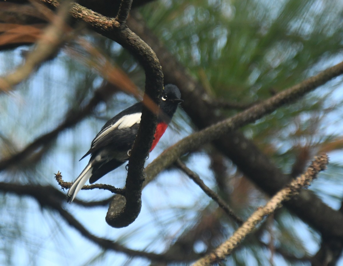 Painted Redstart - ML640735433