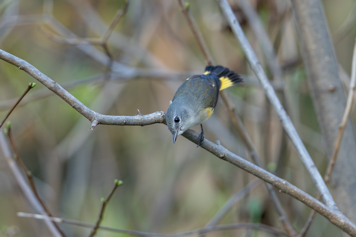 American Redstart - ML640735436