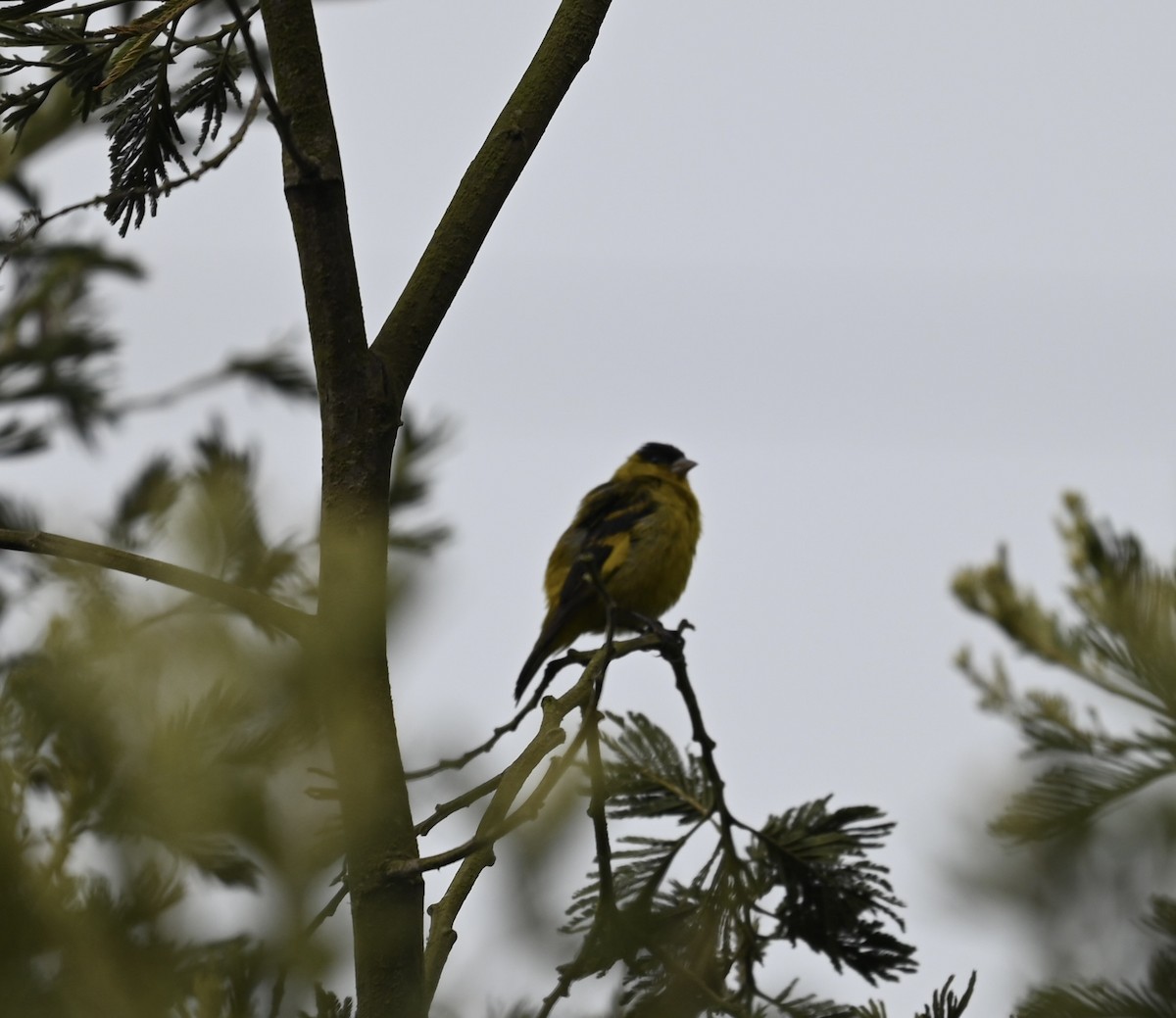 Andean Siskin - ML640735512