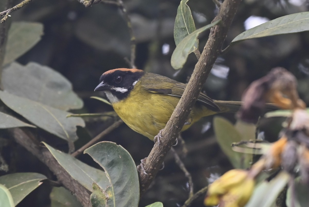 Moustached Brushfinch - ML640735527