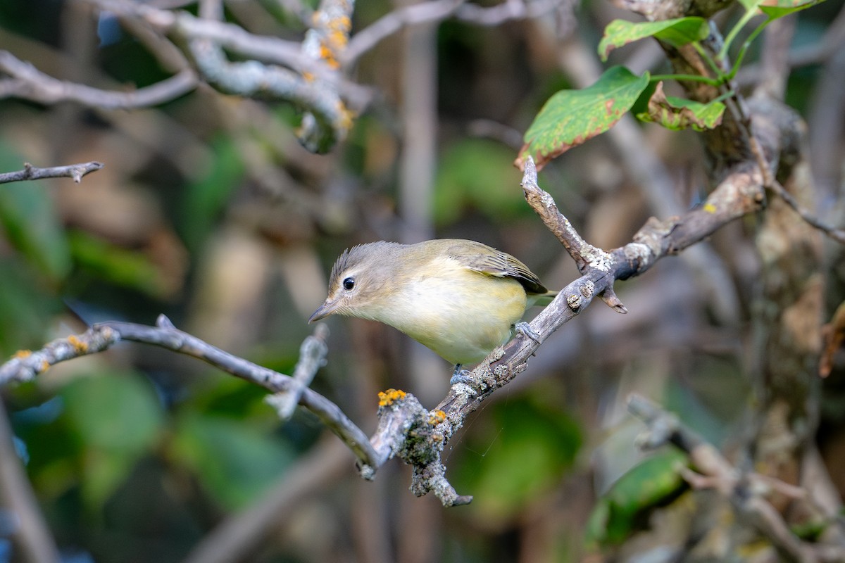 Warbling Vireo - ML640735541